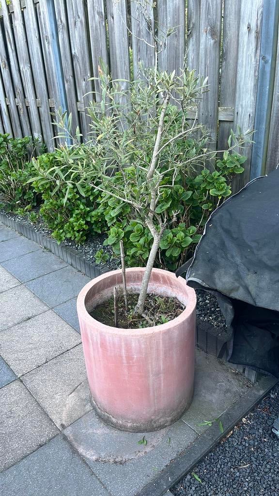 Olijfboompje met pot, Bloeit niet, Overige soorten, Minder dan 100 cm, Ophalen