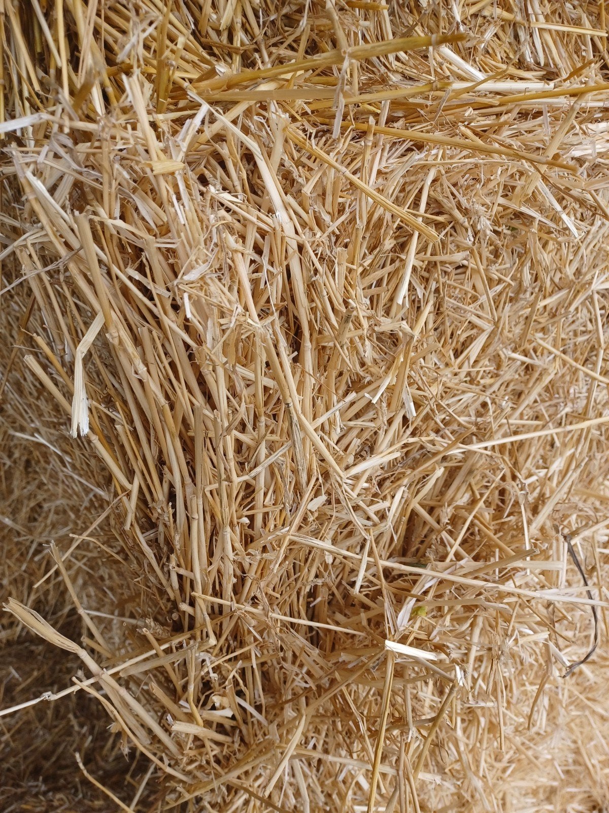 tarwe stro/ grote balen tarwe stro/ combi balen, Dieren en Toebehoren, Ophalen