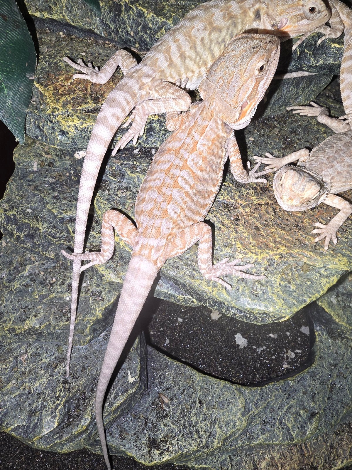Actie! leatherback baardagamen witblits  x hypo translucent, 0 tot 2 jaar