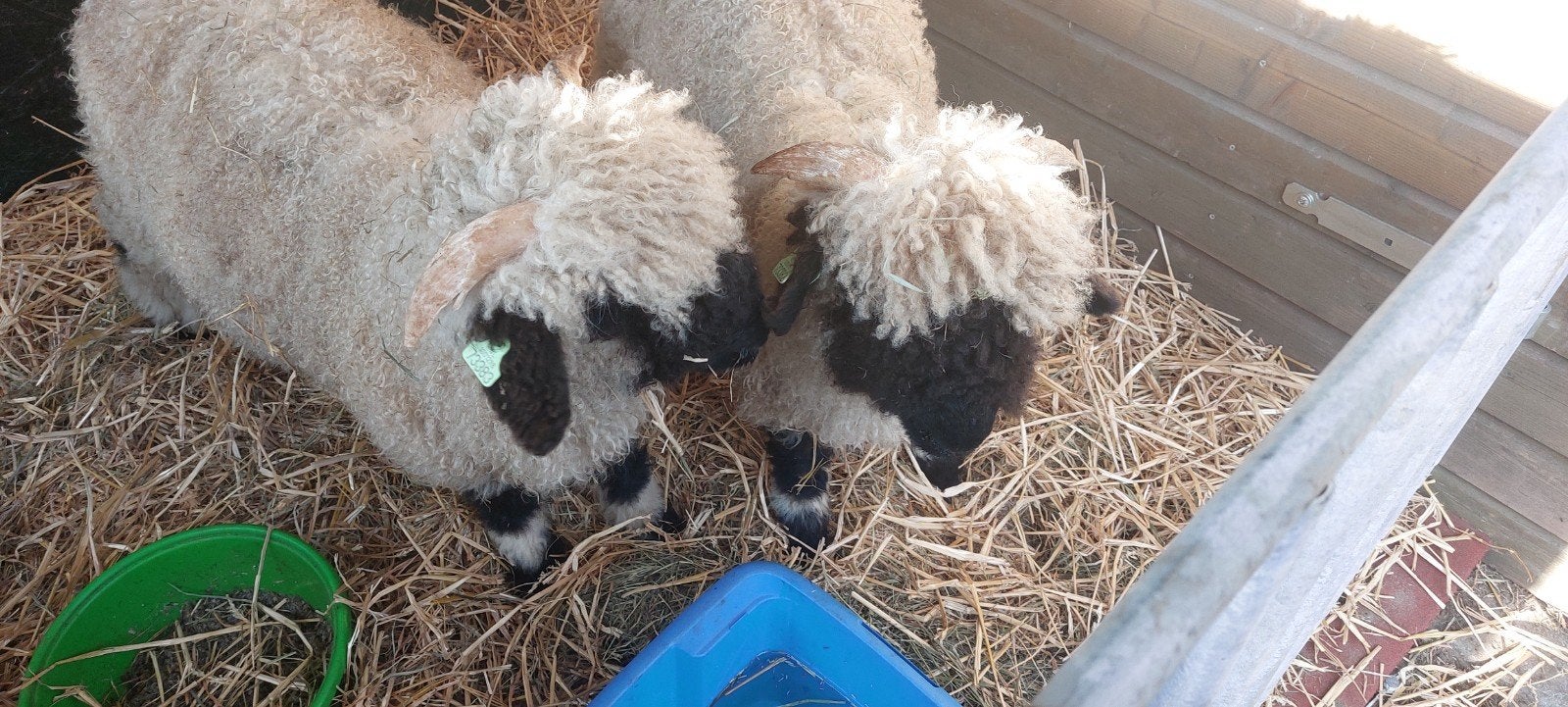 Ervaren schapenscheerder gezocht voor Walliser Schwarznase, Dieren en Toebehoren, Mannelijk, Schaap