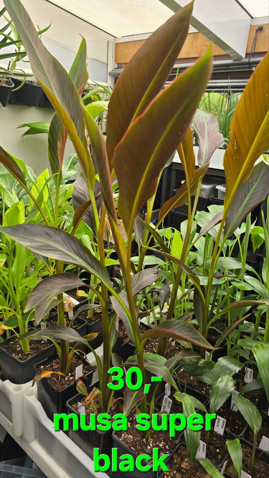 Musa super black, Ophalen, Overige soorten, Volle zon