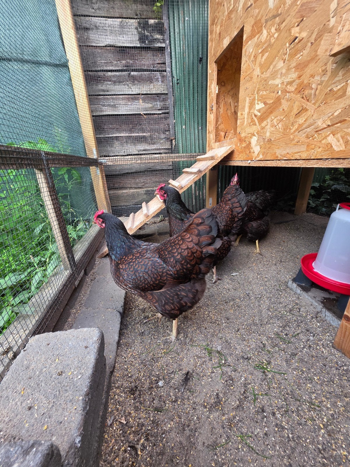 Barnevelder Kippen, Dieren en Toebehoren