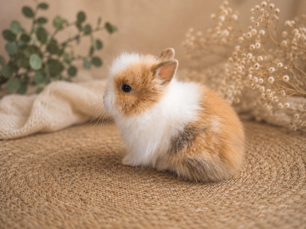 Teddy dwerg baby`s <Teddydwerg>, Dieren en Toebehoren, Konijnen, Meerdere dieren, Dwerg