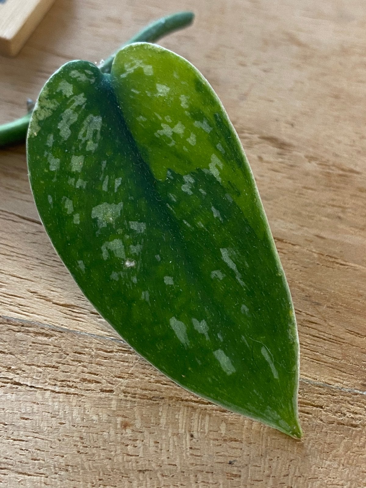 Scindapsus Marahuyo Variegata Stek #4, Huis en Inrichting, Kamerplanten, Ophalen of Verzenden, Halfschaduw, Minder dan 100 cm