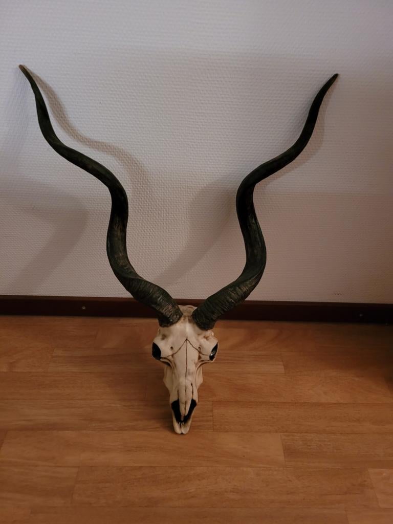 Grote Kudu schedel met hoorns - Afrikaanse decoratie, Ophalen, Zo goed als nieuw