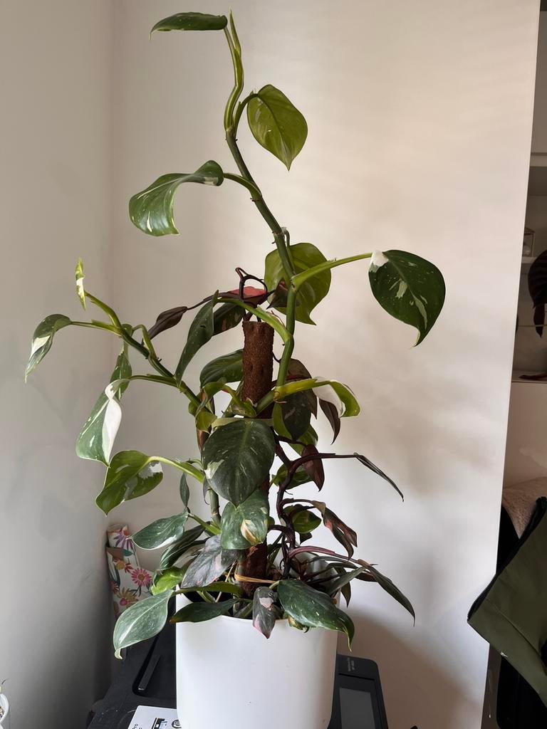 Philodendron 2x Pink princess & 3x White wizard, Ophalen, Overige soorten, Halfschaduw, In pot
