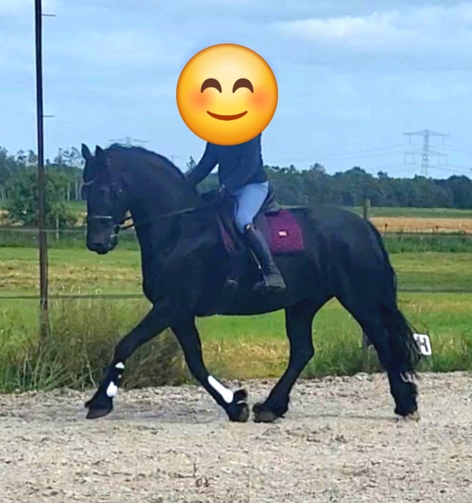 Te koop; 8 jarige Friese merrie, Merrie, Met stamboom, L, 7 tot 10 jaar