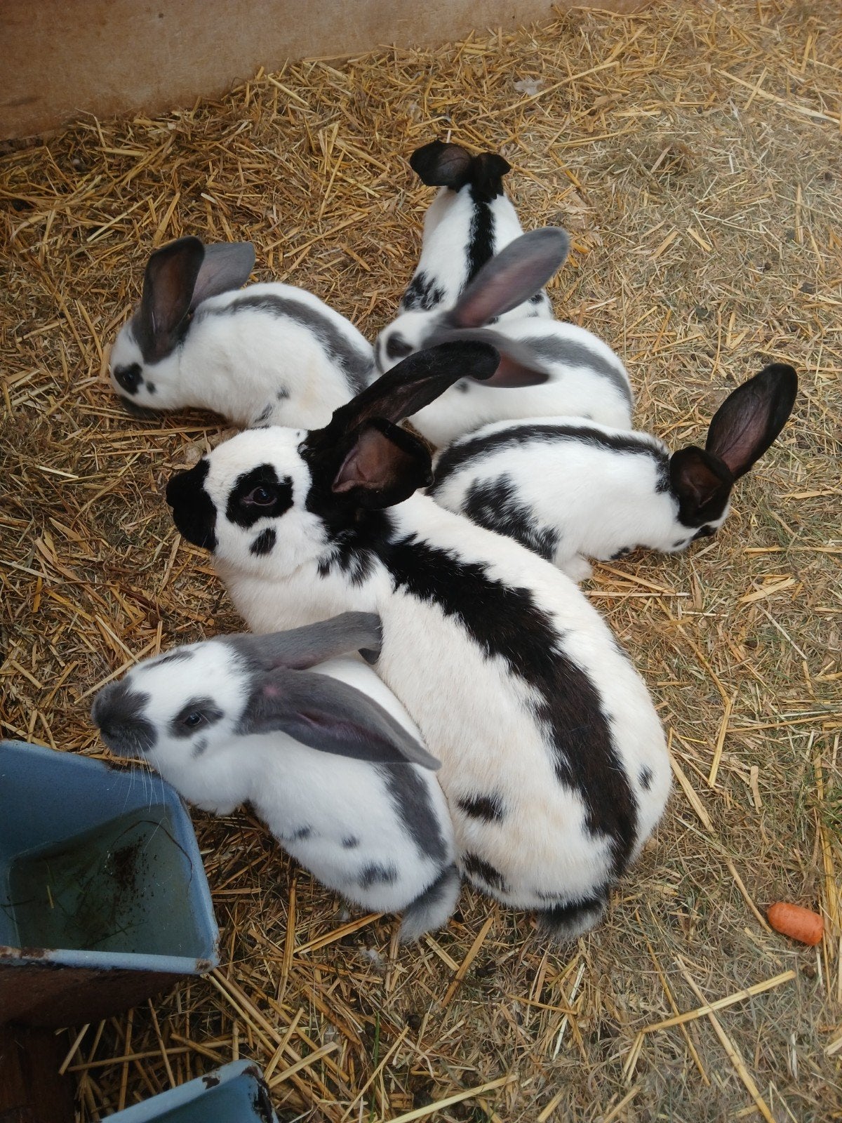5 mooie jonge groot Lotharingers, Dieren en Toebehoren, Meerdere dieren, Groot