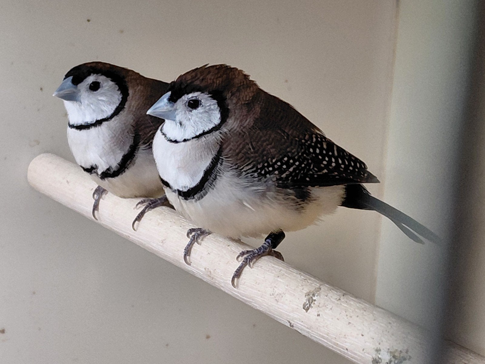Bichenow man en pop verwant 2025, Dieren en Toebehoren, Vogels | Overige Vogels, Meerdere dieren