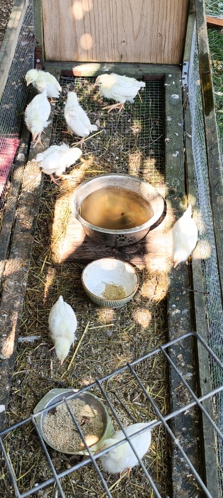 wiite leghorn kuikens, Vrouwelijk, Kip