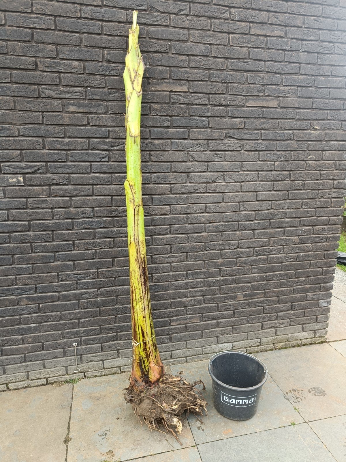 Musa Basjoo bananenplant 2m groot formaat!, Ophalen of Verzenden