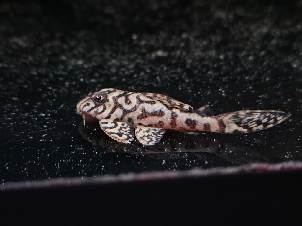 L236 (6-8cm), Vis, Zoetwatervis