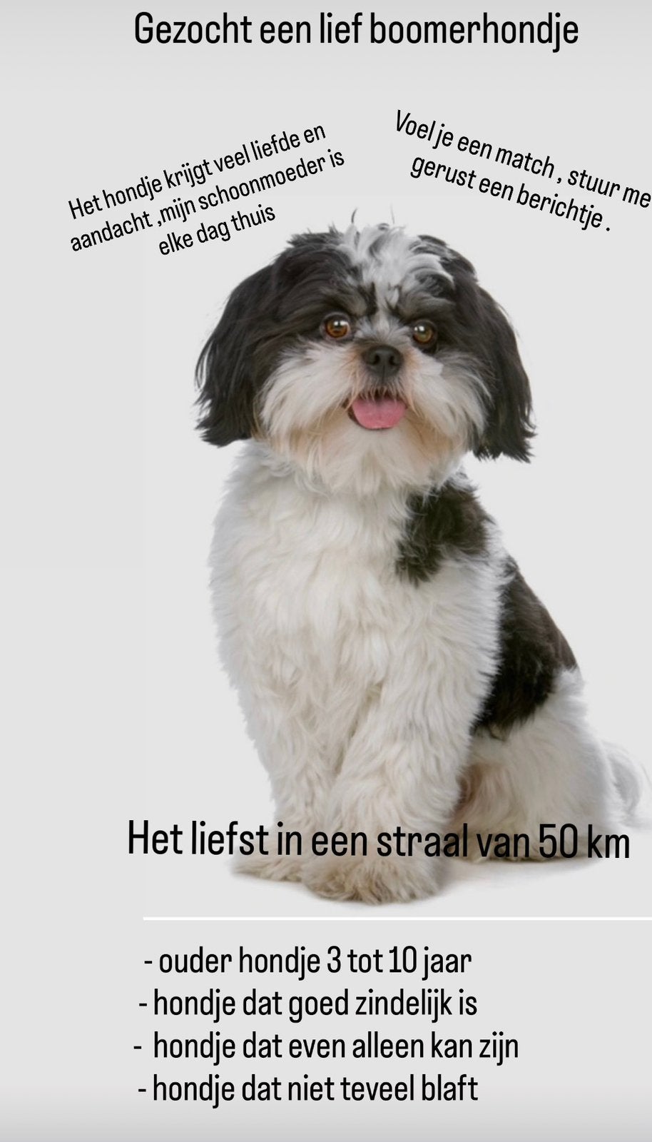 Gezocht , een lief boomer hondje, Maltezer, Teef, Parvo, Eén hond
