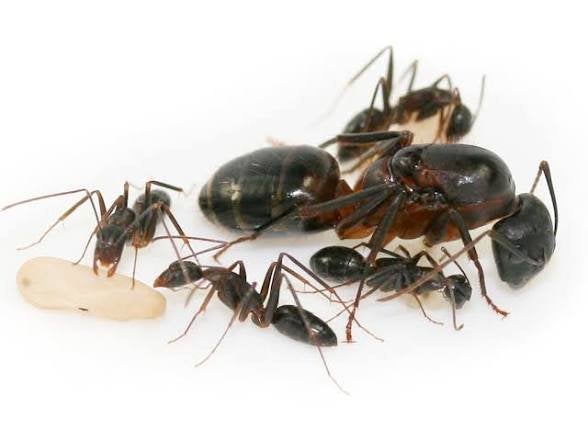 Camponotus barbaricus queen + broed, Mieren