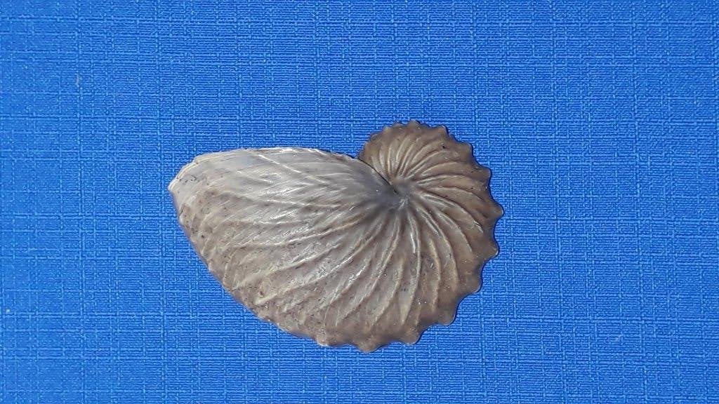 Schelpen, Argonauta hians, Verzamelen, Mineralen en Fossielen, Ophalen of Verzenden, Schelp(en)