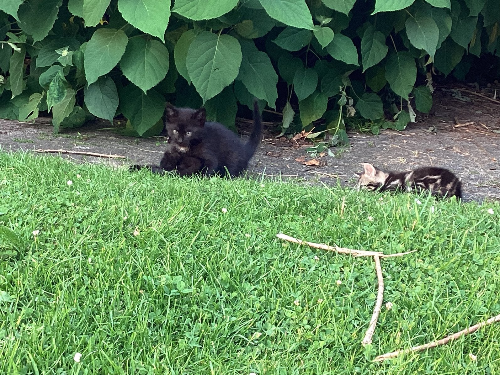 Kittens te koop, Dieren en Toebehoren, Katten en Kittens | Overige Katten, Meerdere dieren