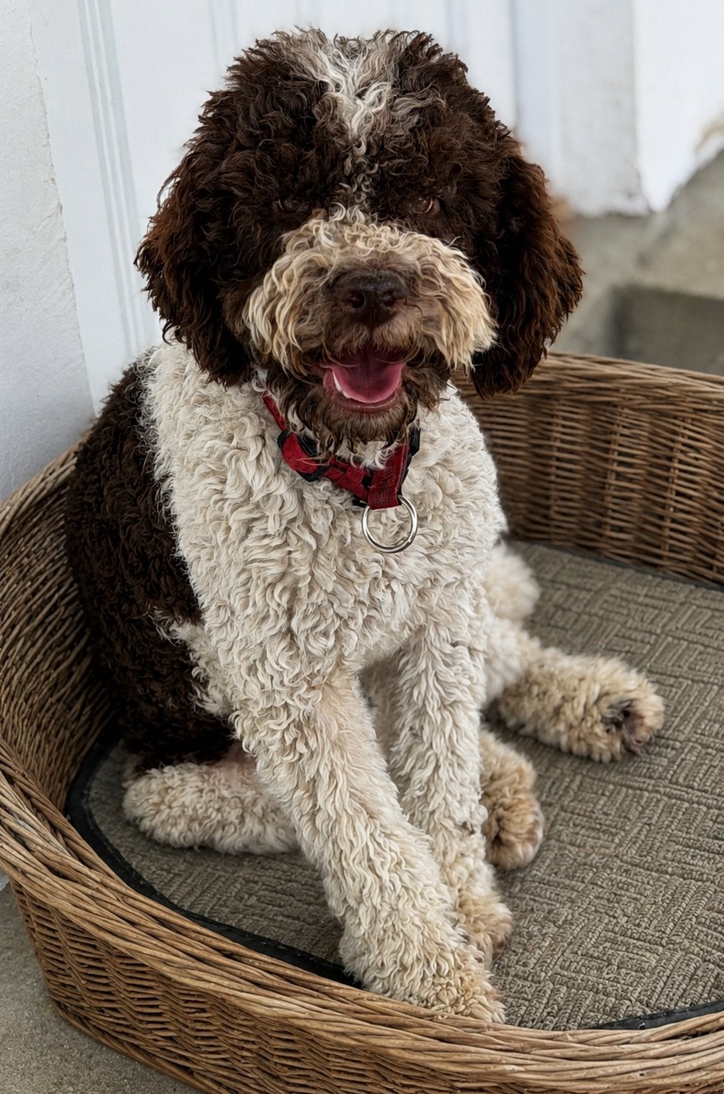 Lagotto romagnolo - italiaanse waterhond pup, 15 weken tot 1 jaar, Reu, Parvo, Eén hond