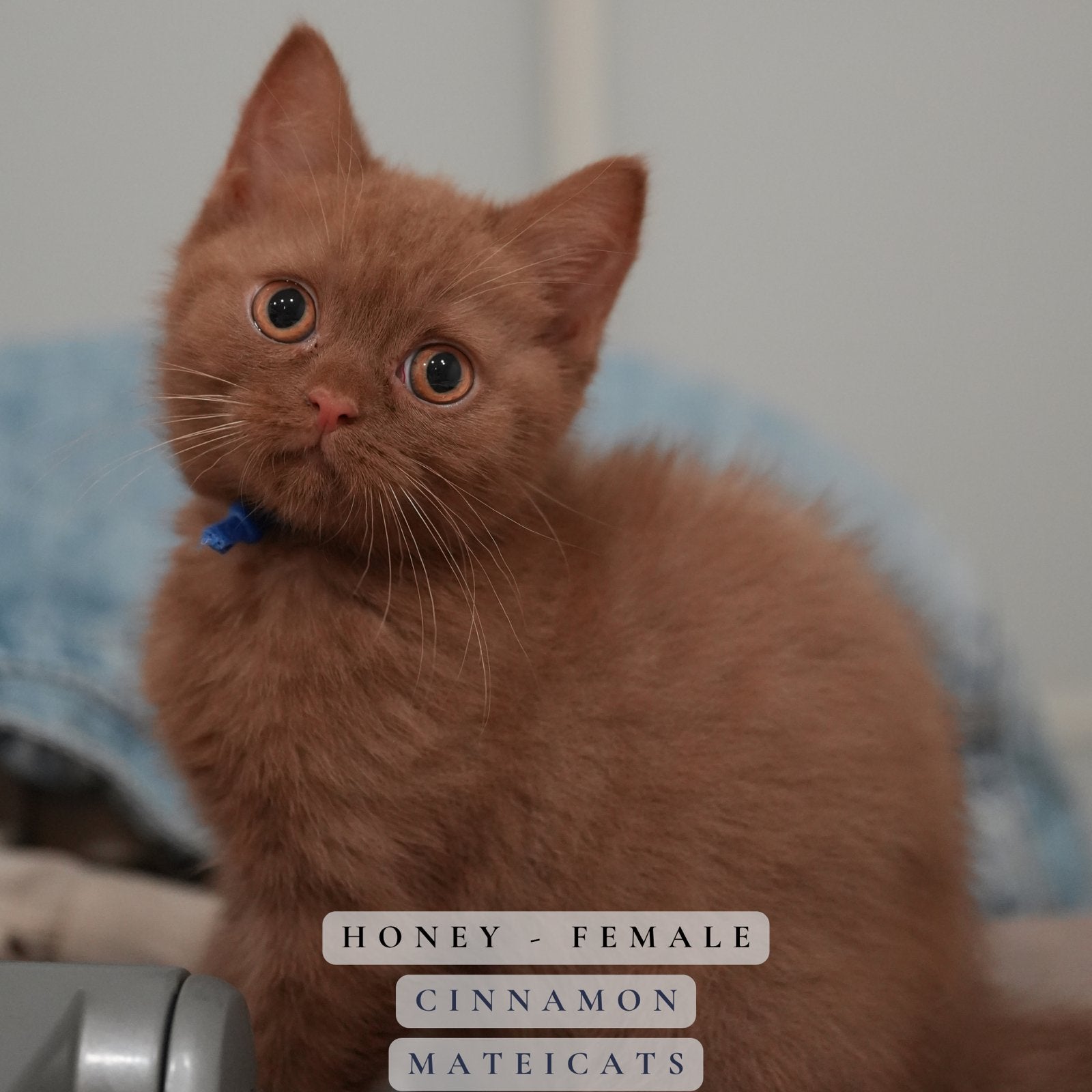 British Shorthair Cinnamon + Chocolate, Meerdere dieren, Met stamboom, 0 tot 2 jaar