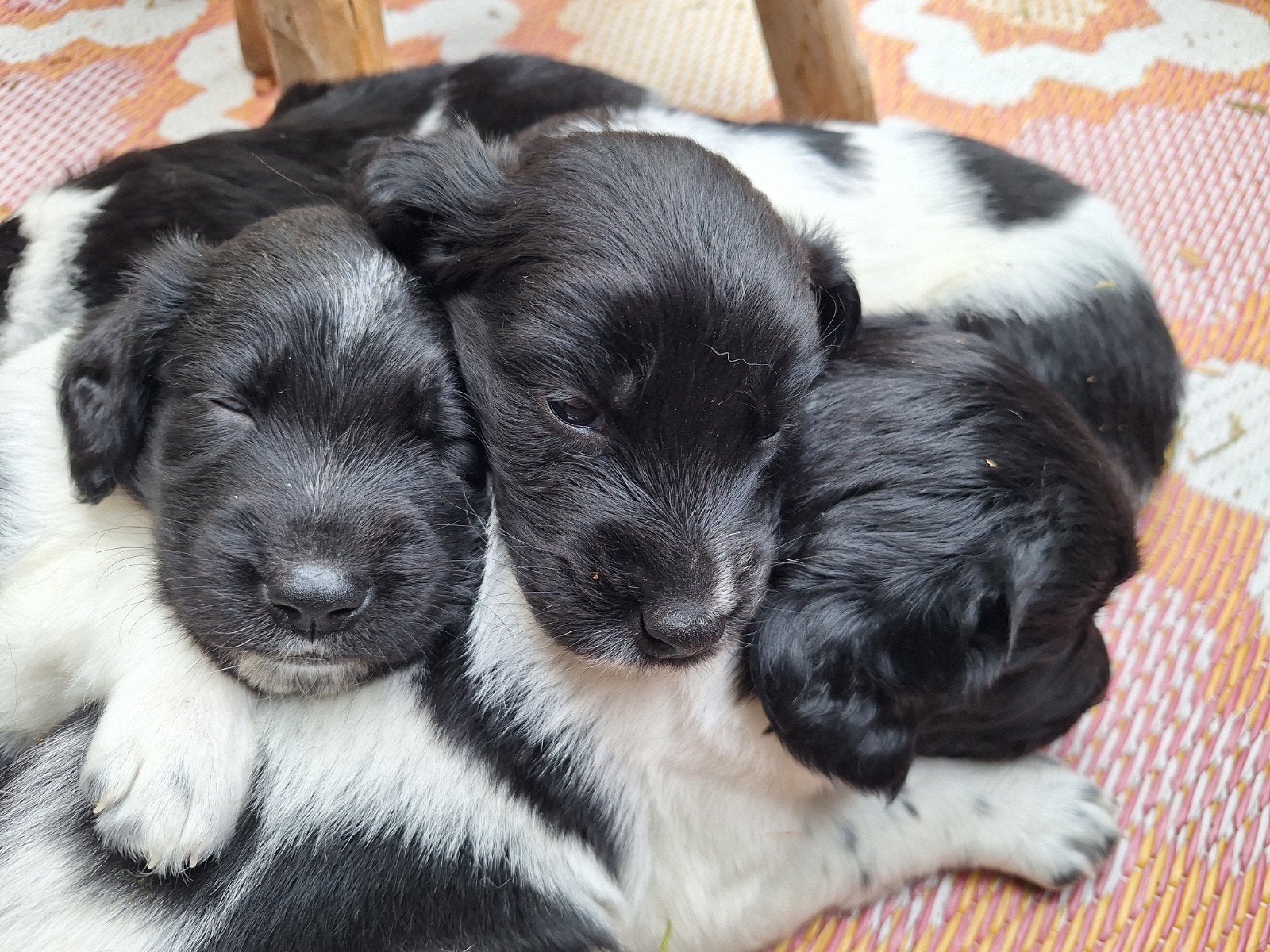 Friese staby x golden retriever met 100%Friese staby pup, Teef, Eén hond, Nederland, Particulier
