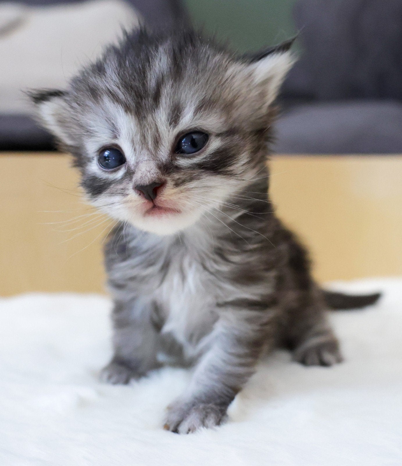 🐾 Lieve Maine Coon kittens Beschikbaar., Dieren en Toebehoren, Meerdere dieren, Ontwormd, 0 tot 2 jaar