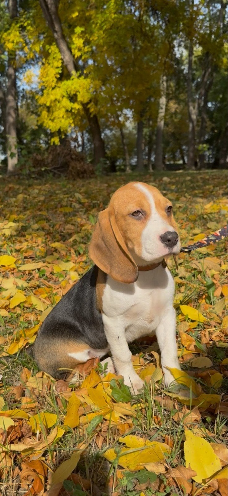 Beagle pup, Beagle, 15 weken tot 1 jaar, Teef, Eén hond