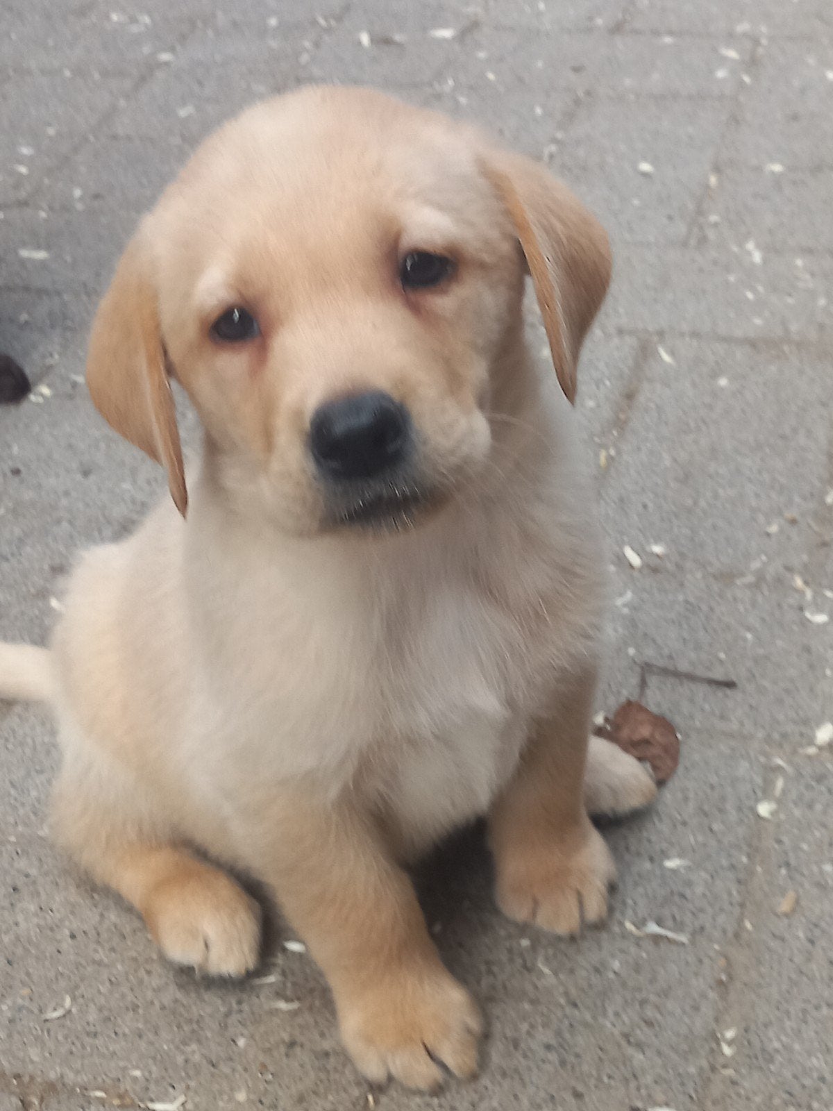 Labrador retriever GROOT SOORT LABRADOR, Parvo, 8 tot 15 weken, Labrador retriever, Meerdere