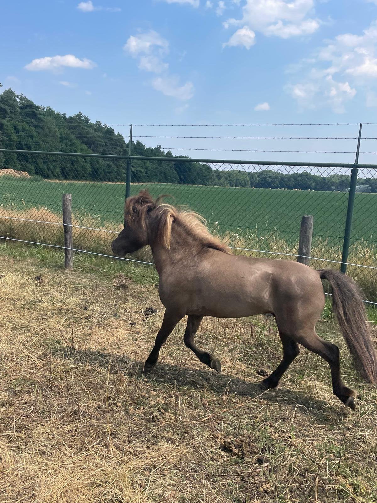 leuke brave mini pony, Ruin, Minder dan 160 cm, 3 tot 6 jaar
