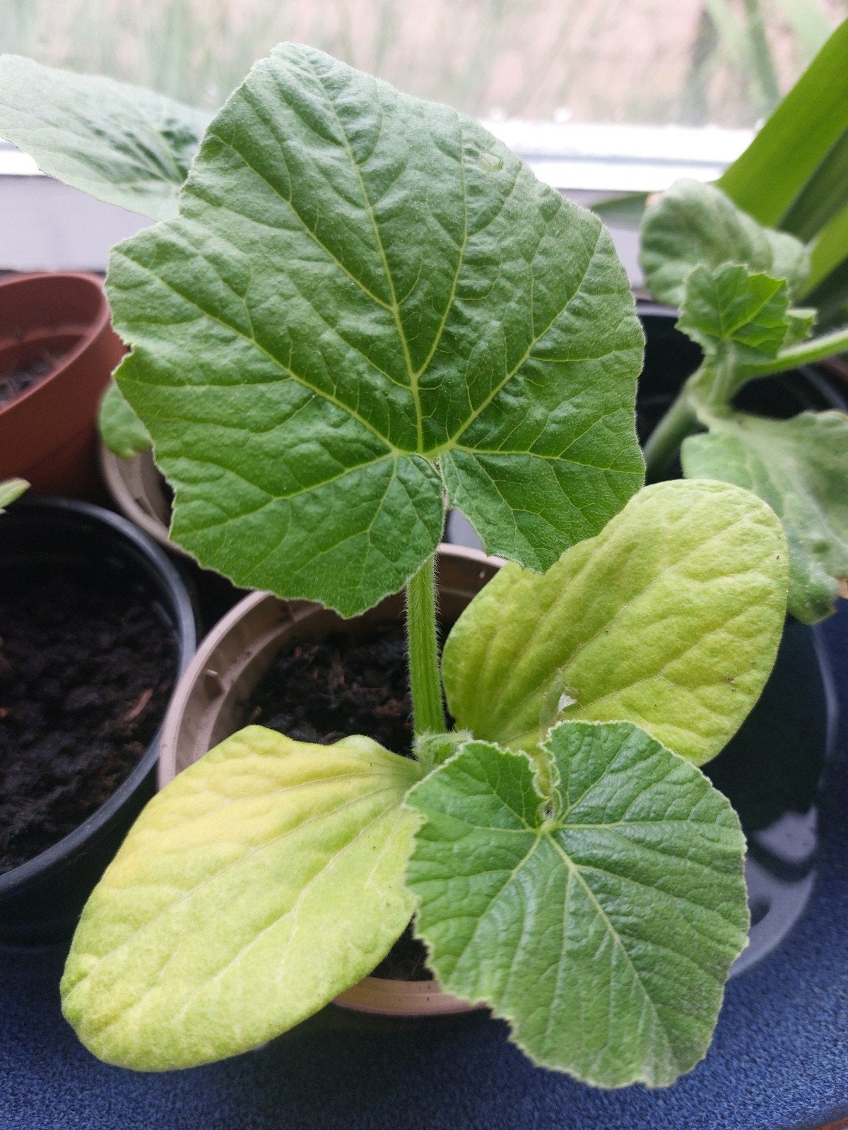 Pompoenplant big max, Tuin en Terras, Ophalen, Volle zon, Knol