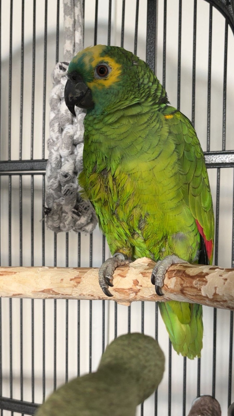 amazona papagaai, Mannelijk, Papegaai