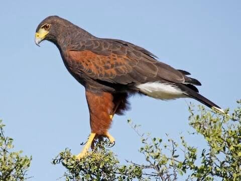 Woestijnbuizerd, Meerdere dieren