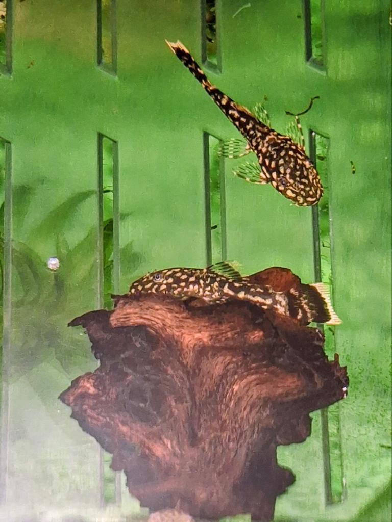 Borstelneus algeneter (baby), Dieren en Toebehoren, Vissen | Aquariumvissen