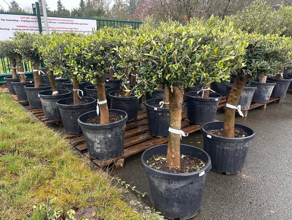 Olijfboom ,,Mesa” 45liter pot, stam omtrek 30/40 Hoogte 170, Tuin en Terras, Planten | Bomen, Olijfboom, 100 tot 250 cm, Volle zon