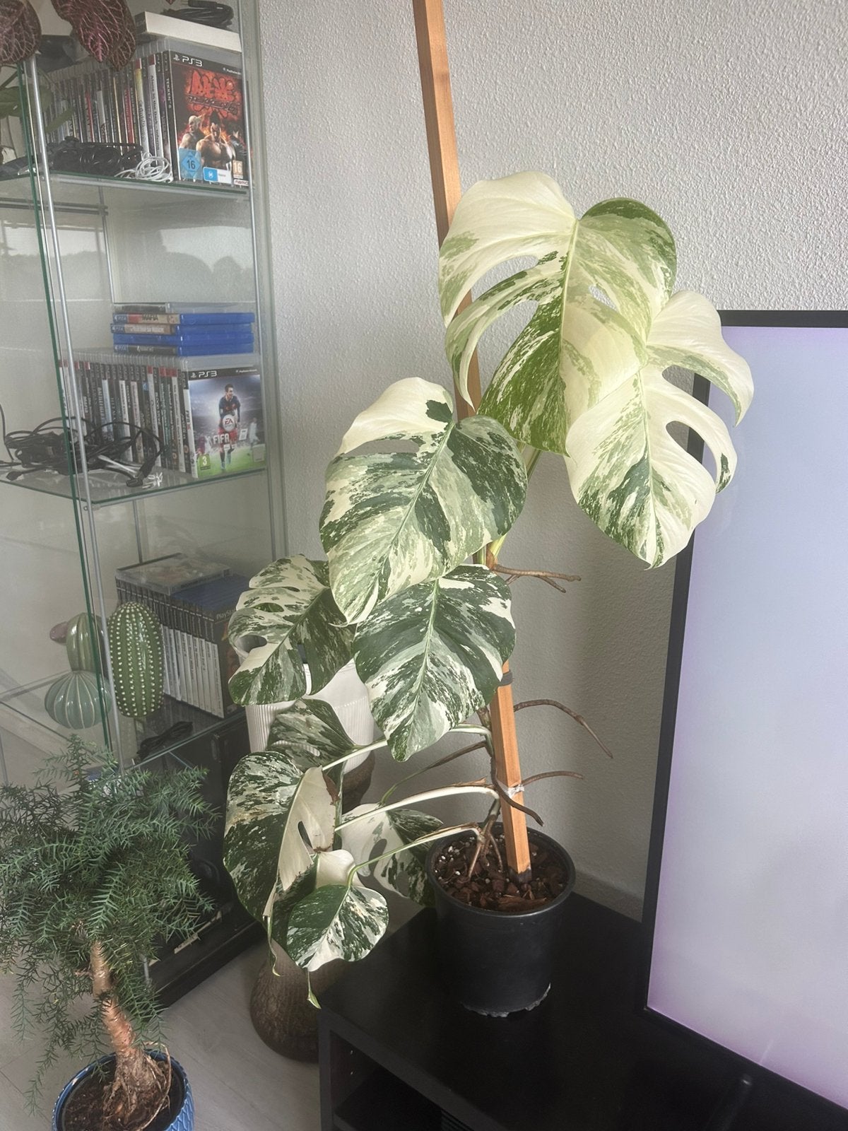 Monstera albo variegata kopstek, 100 tot 150 cm, Overige soorten, In pot, Groene kamerplant