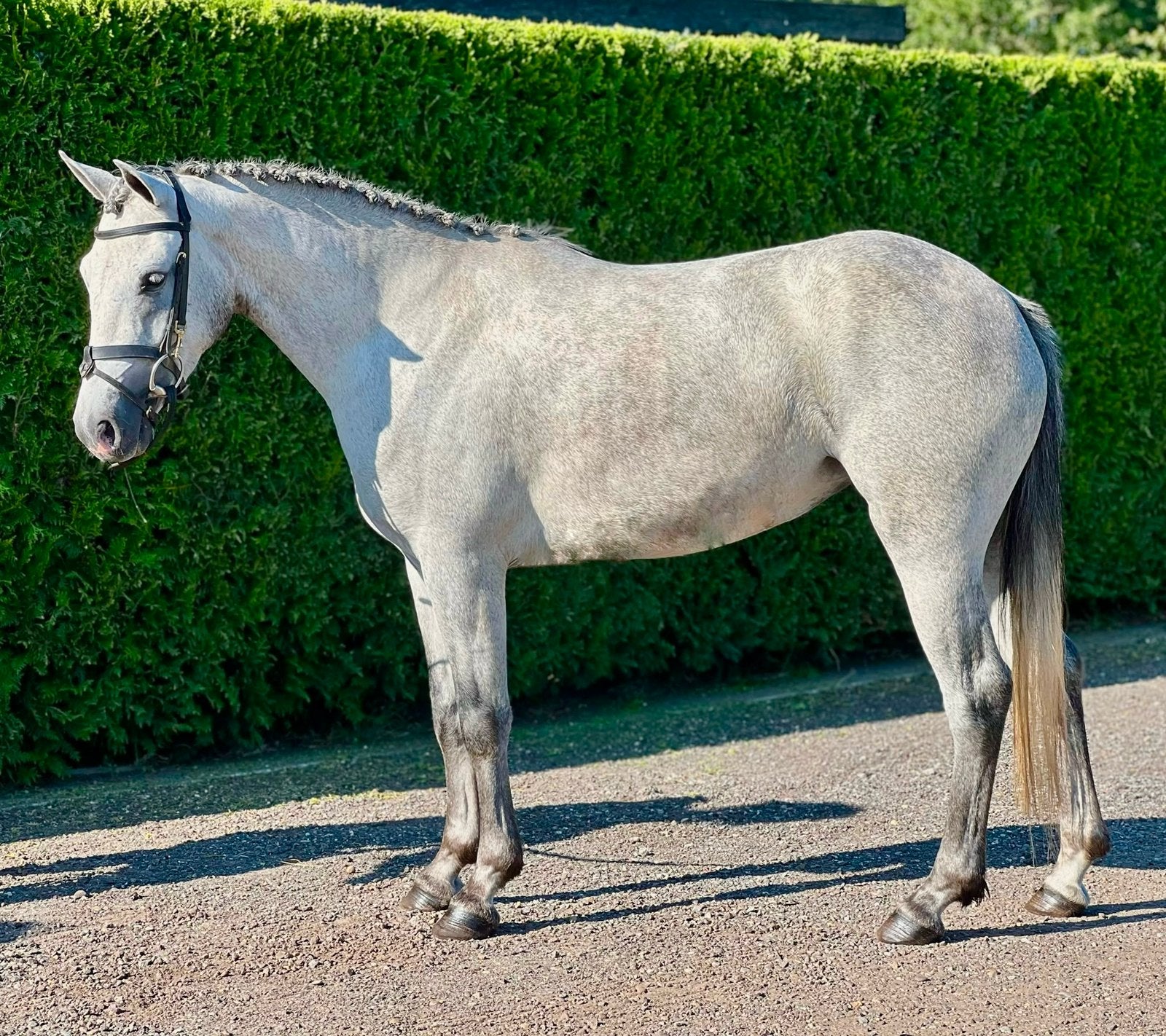 Leuke Connemara pony !, Dieren en Toebehoren, Pony's, Merrie, D pony (1.37m tot 1.48m), 3 tot 6 jaar