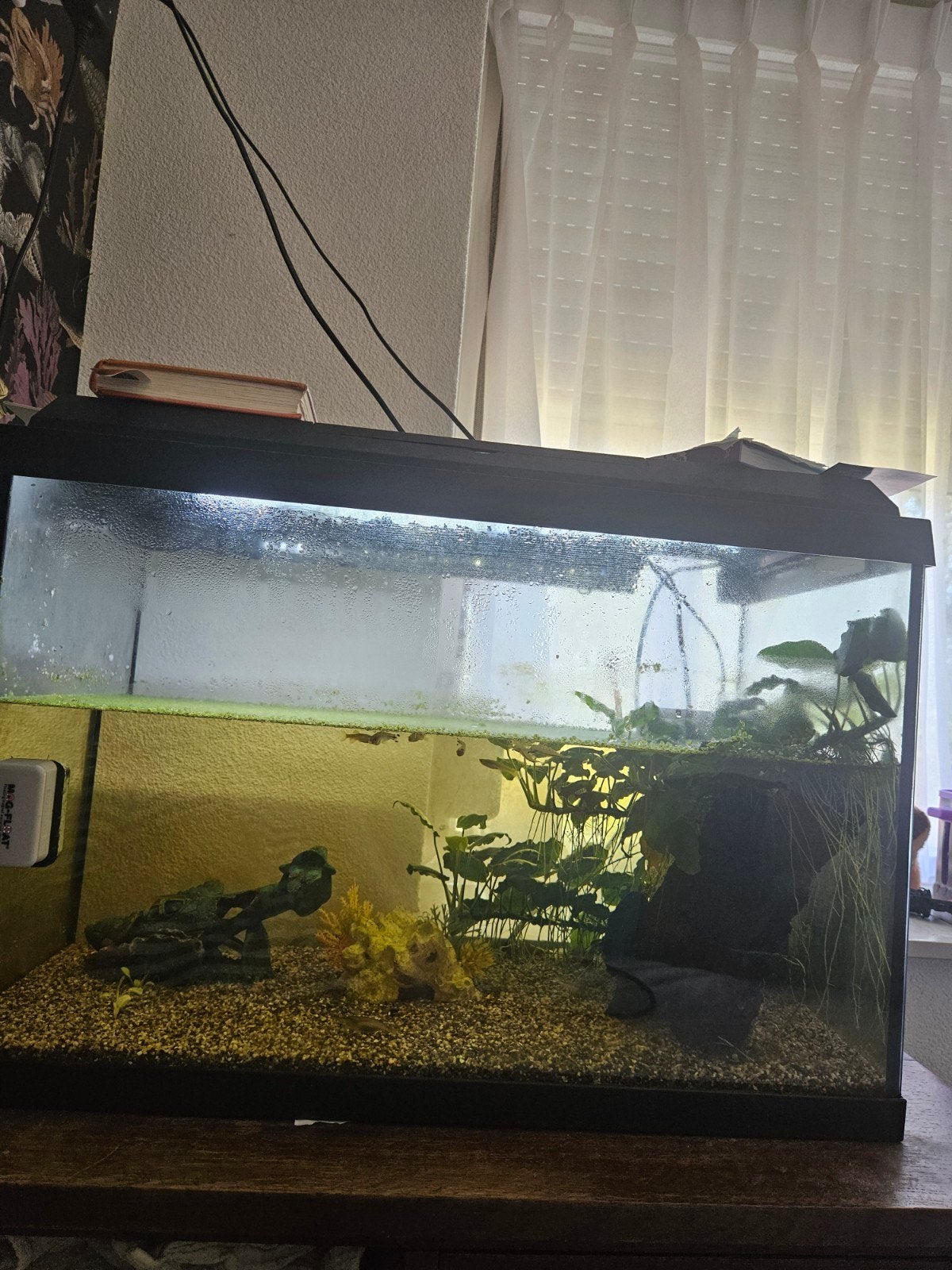 Juwel aquarium, Ophalen, Juwel, Inclusief toebehoren, Gevuld zoetwateraquarium