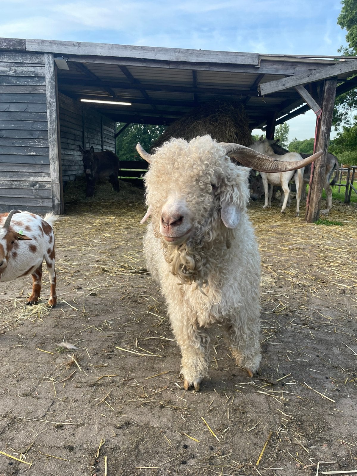 Angora geiten bok te koop, Dieren en Toebehoren, Mannelijk, Geit