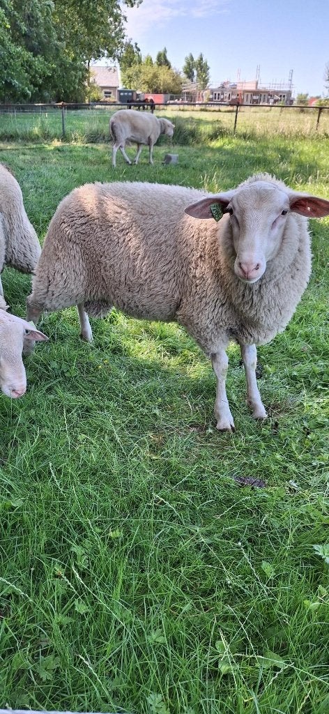 Friese melkschapen ramlammeren, Mannelijk, Schaap, 0 tot 2 jaar