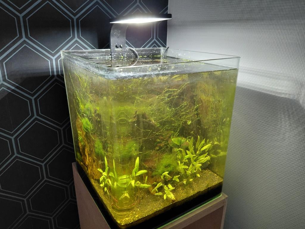 30 liter Dennerle, Dieren en Toebehoren, Vissen | Aquaria en Toebehoren, Ophalen, Dennerle, Gevuld zoetwateraquarium, Inclusief vissen