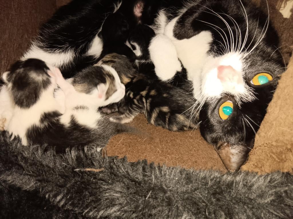 Kittens, Meerdere dieren, 0 tot 2 jaar