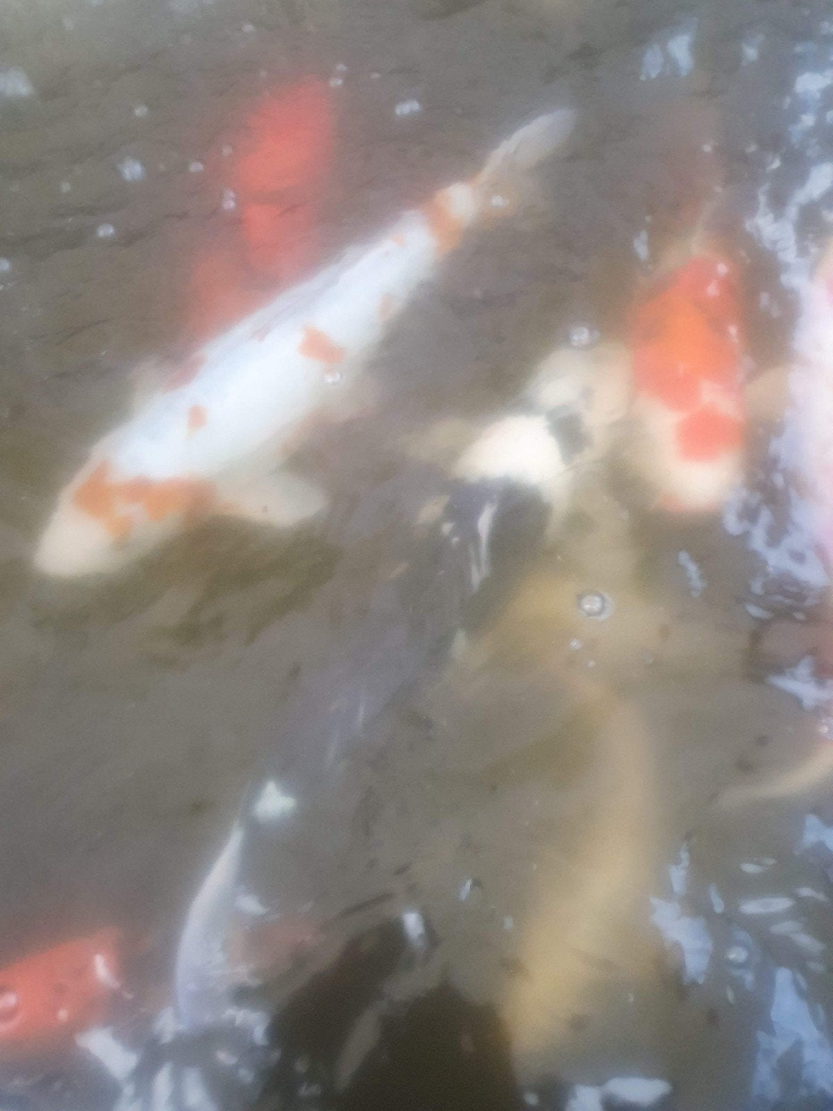 div koi.s mogen verhuizen ong 60 cm, Dieren en Toebehoren, Karper of Koi