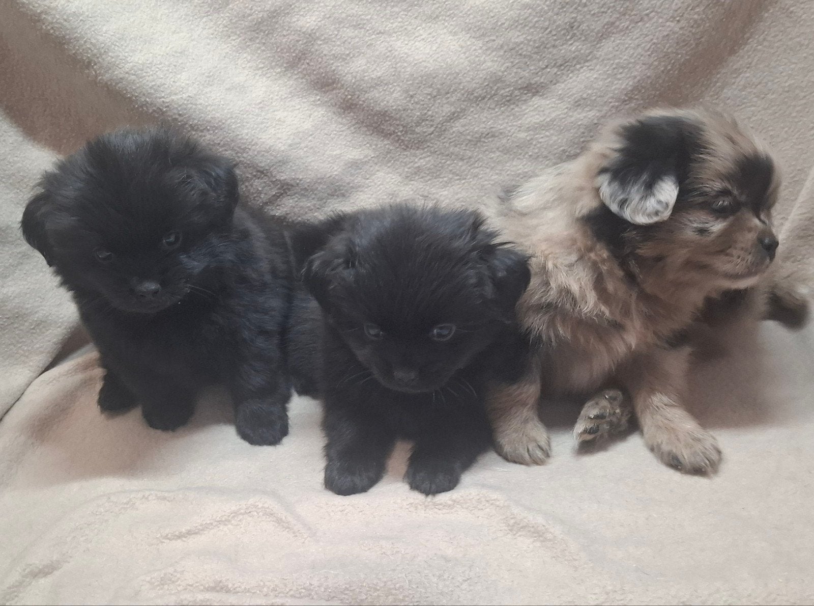prachtige unieke Shiranian (F1) pups (Shih Tzu x Pomeriaan), Overige rassen, 8 tot 15 weken, Meerdere, Meerdere dieren