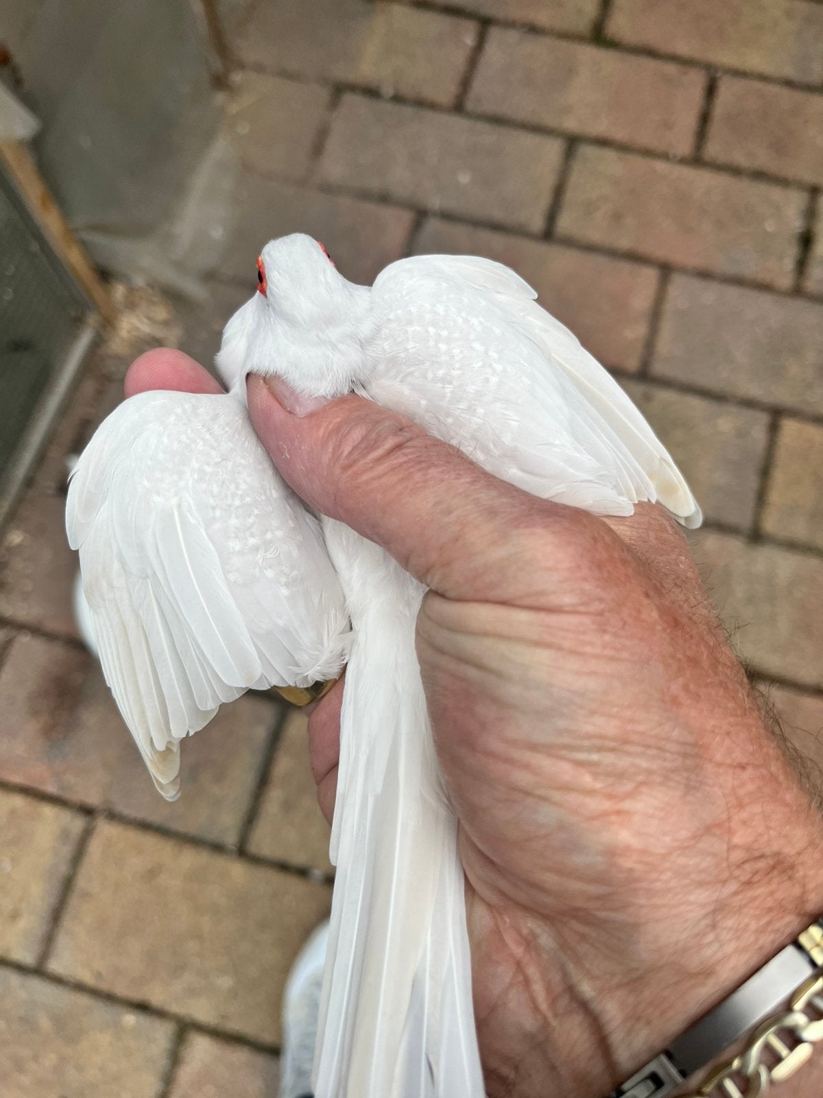 Diamantduifen lichte kleur (zilver), Overige soorten