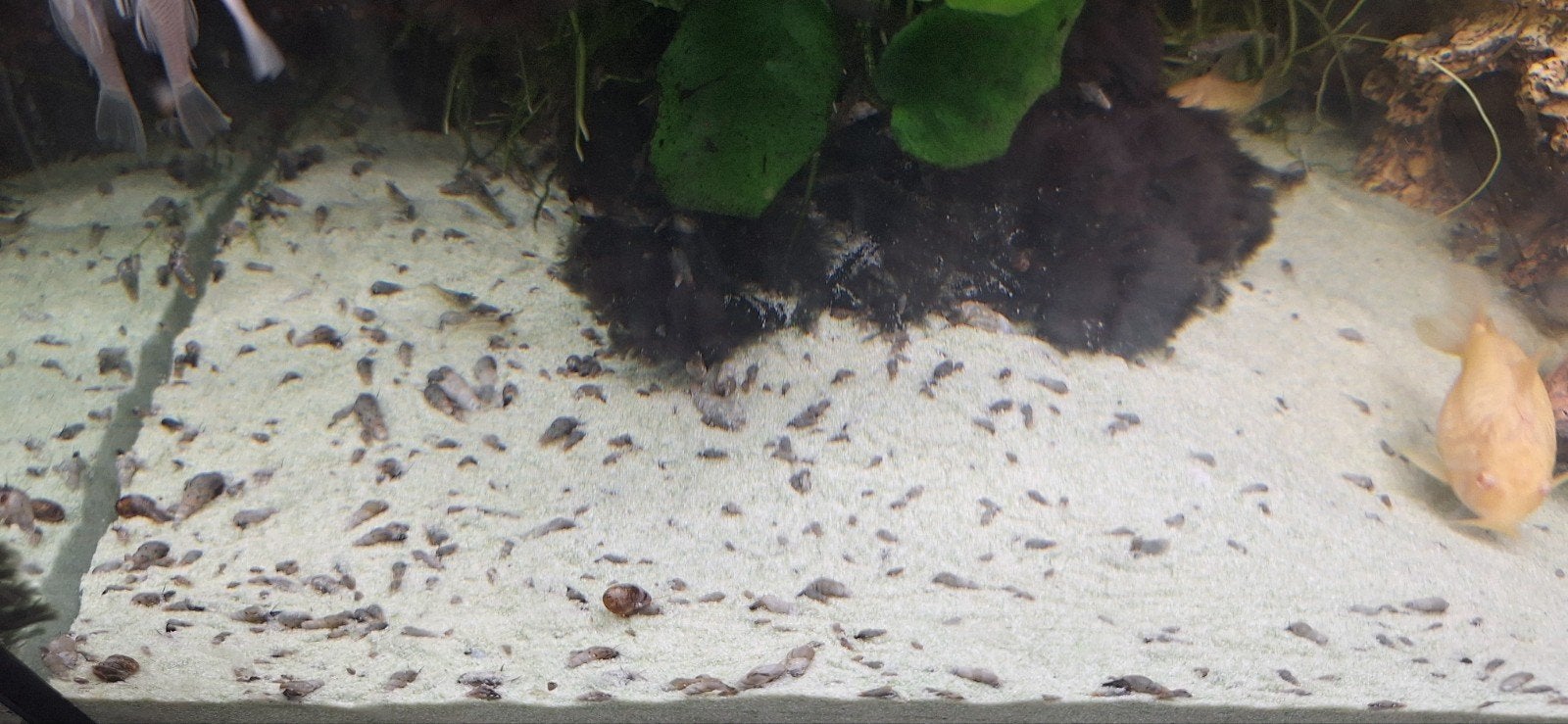 100 Slakjes €5, Dieren en Toebehoren, Ophalen, Plant(en), Steen of Hout