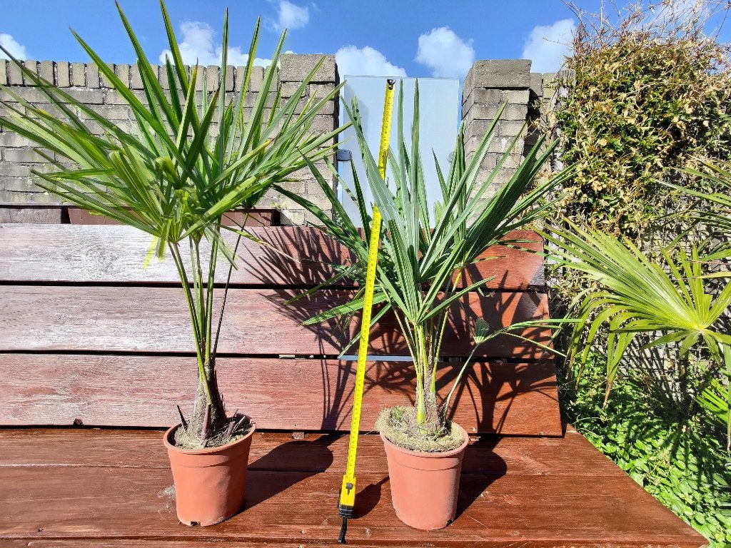 Winterharde palmboom Trachycarpus fortunei te koop, Tuin en Terras, Planten | Bomen, Bloeit niet, 100 tot 250 cm, Palmboom, Ophalen