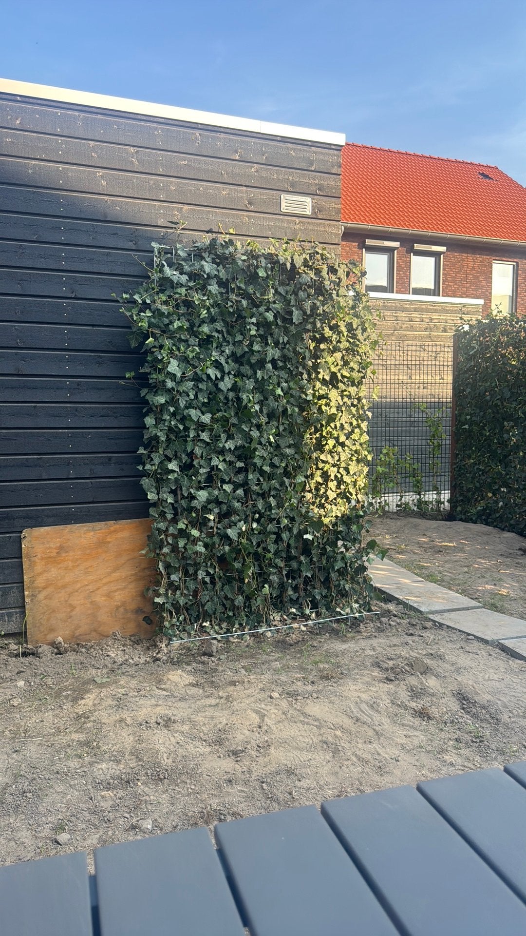 GRATIS afhalen (morgen)! 1 Hedera + houten paal, Ophalen, Halfschaduw, Overige soorten, 100 tot 250 cm