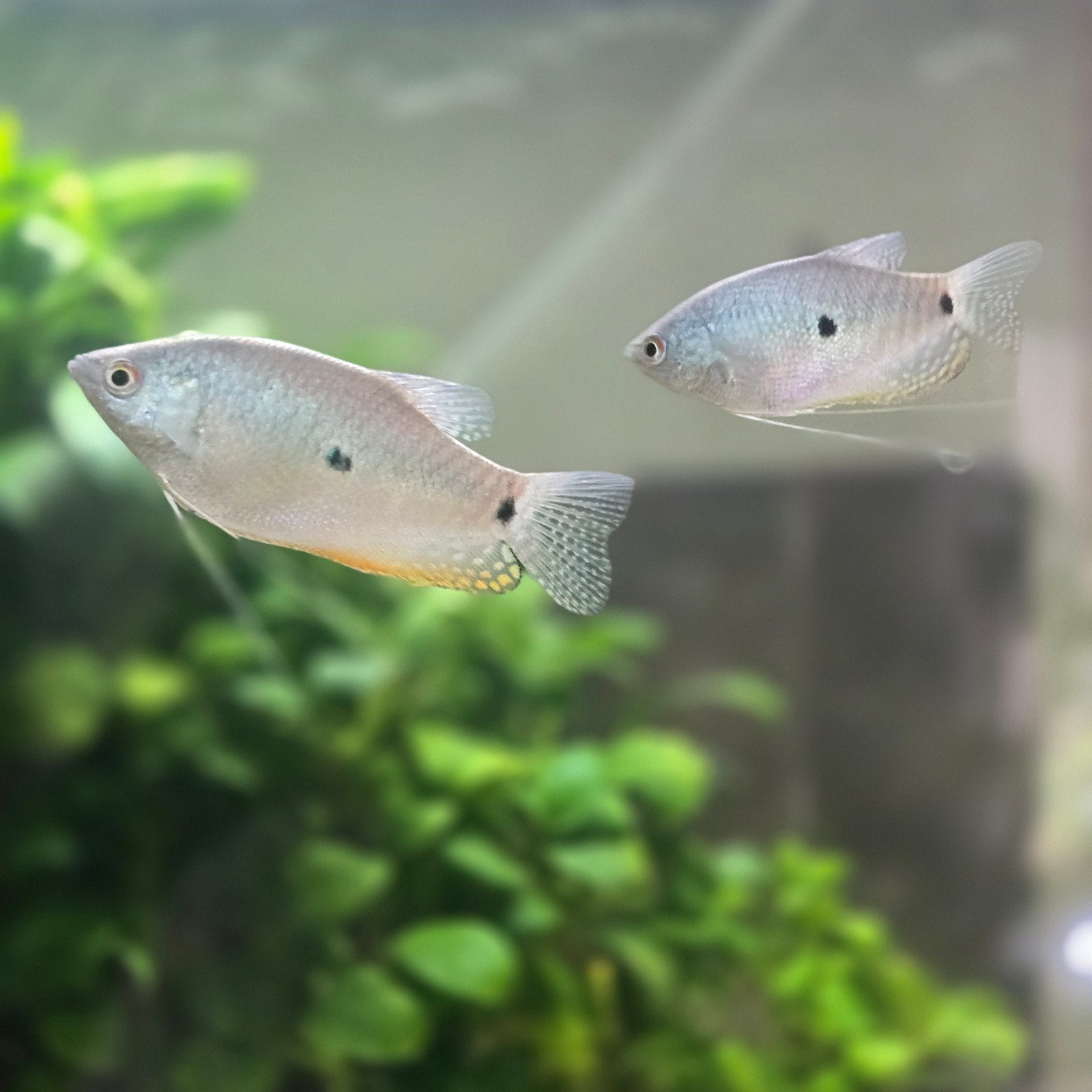 AANBIEDING! prachtige blauwe spat gourami nu maar €3,99, Dieren en Toebehoren, Vissen | Aquariumvissen, Vis