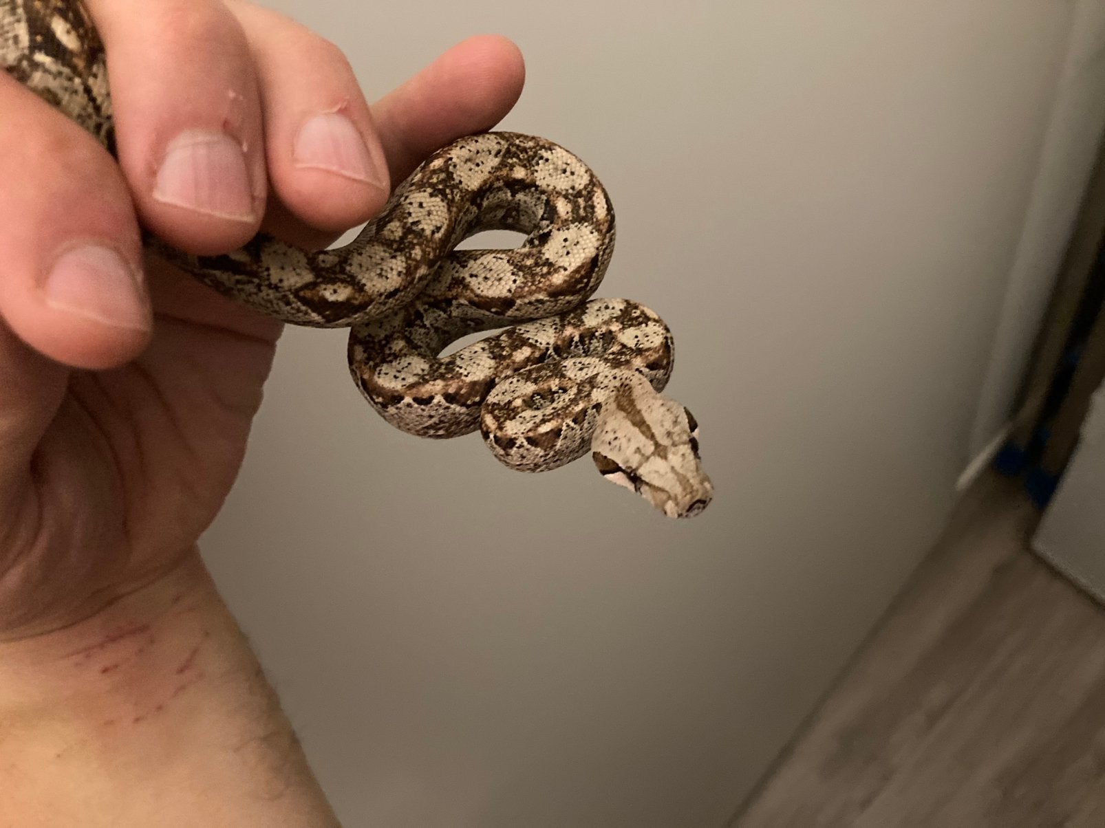 Boa constrictor imperator localiteit Nicaragua Boa Constrictor photo 3