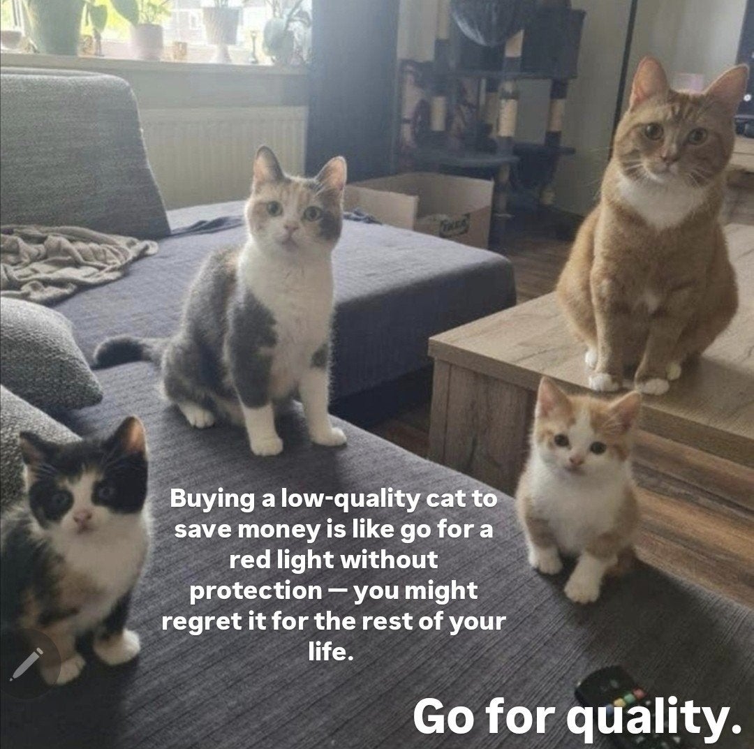 Kittens te koop, Meerdere dieren, Kortharig, 0 tot 2 jaar