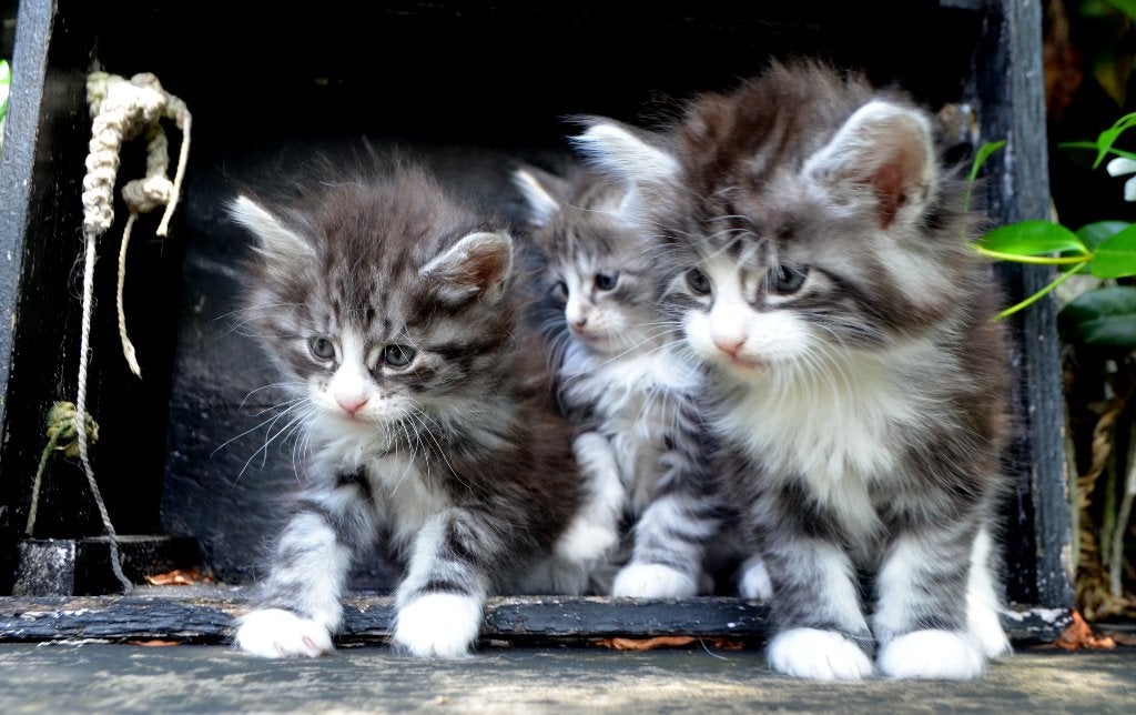 Noorse boskatkittens mogen koffertjes pakken, Dieren en Toebehoren, Katten en Kittens | Raskatten | Langhaar, Meerdere dieren