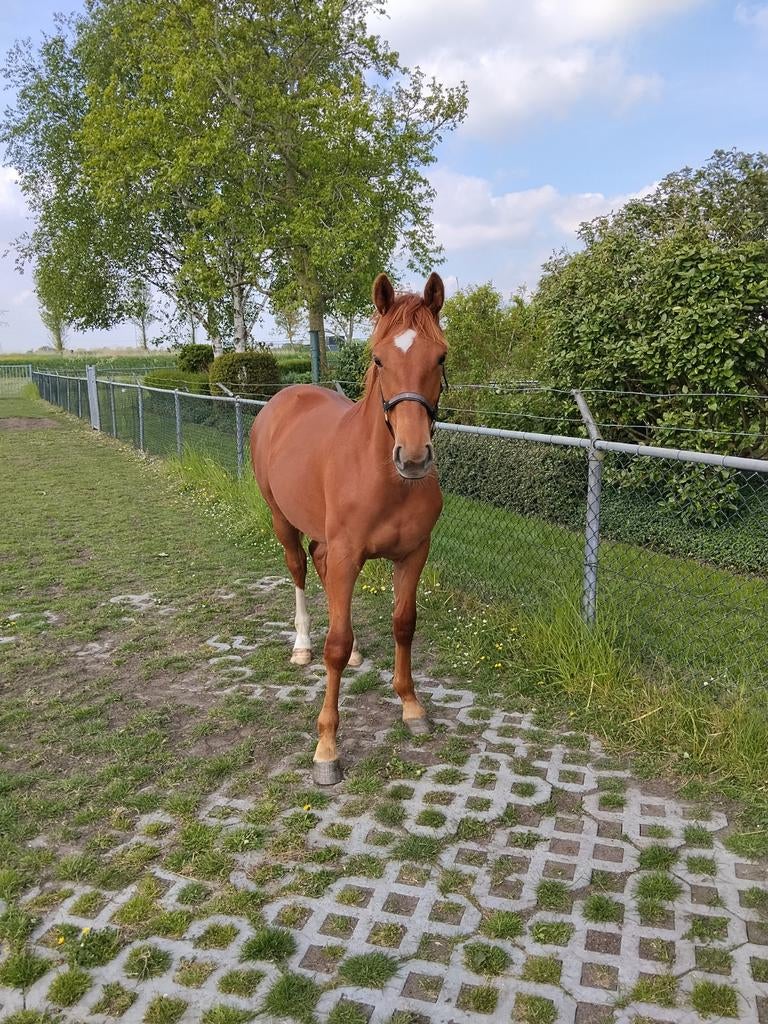 Zeer liever, gelderse, jaarling merrie, Dieren en Toebehoren, Paarden, Merrie, Minder dan 160 cm, Niet van toepassing, 0 tot 2 jaar